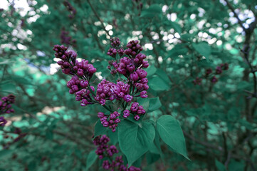  beautiful lilac bush in spring      