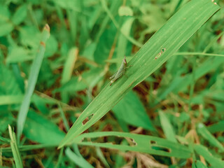 Grasshopper on grass