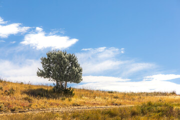 Lone Tree