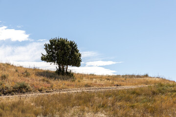 Fototapeta premium Lonely tree