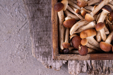 mushrooms lie in a square wooden box on a wooden log