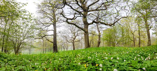 Obraz premium Panoramic view of the mistery foggy forest in springtime.