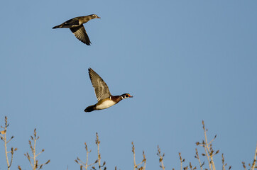 Pair of Wood Ducks Flying Low Over the Autumn Trees