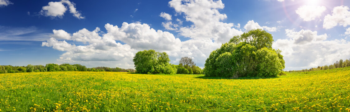 Green field with yellow dandelions and blue cloudly sky