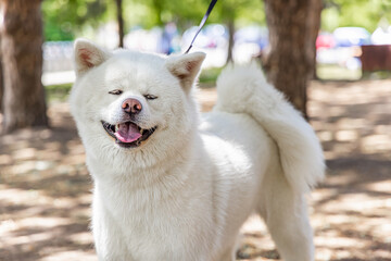 Obraz premium Closeup front view of an adorable fluffy cream Akita Inu, seen standing in park with blurry trees in background on sunny day and copy space to right.
