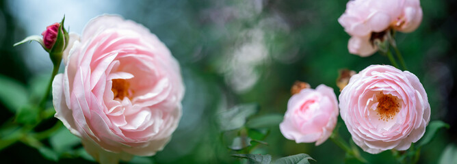 Tenderness pink Roses flowers in flowers garden. Beautiful rose flower over blurred green background. Flowering background of bloom pink rose in summer in rose garden. Floral background
