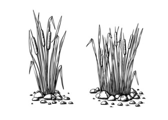 Black reeds sketch set in vintage style. Vector retro illustration element. Spring floral nature background vector.