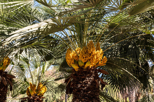 Blooming date palms in the park. Close up