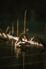 Ente im Crestasee