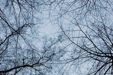 Fototapeta na wymiar Treetops in the forest. Low angle view.