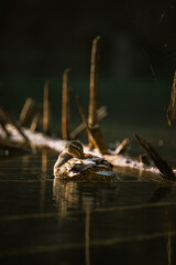 Ente im Crestasee