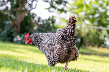 A Plymouth Barred Rock adult hen chicken