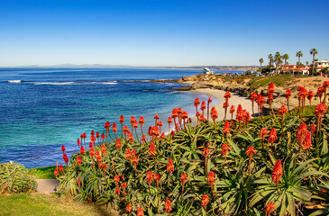 Cactus Flowers at Jolla Cove in San Diego California  - Powered by Adobe
