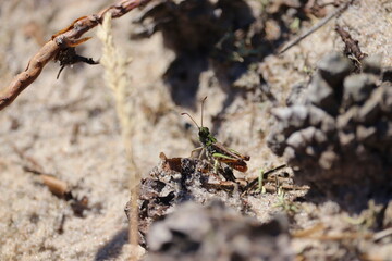 Świerszcz na ściółce 