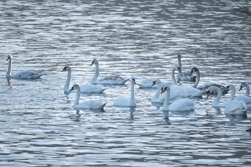Group of swans on the water. Swans float on the water