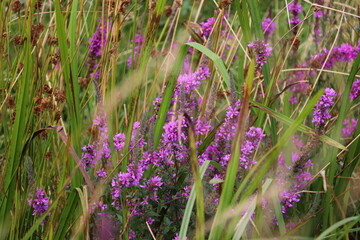 Różowe kwiaty na łące © Gytek