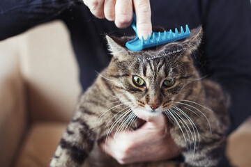 a man combs the fur of his pet gray cat with brush