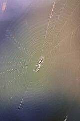 Mały pająka na pajęczynie 