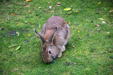 The hare sits on the grass in the middle of the frame and eats the grass. The foreground and background are blurred