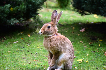 Close-up big rabbit sitting on green grass in the park
