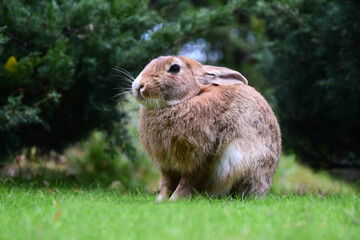 Close-up big rabbit sitting on green grass in the park