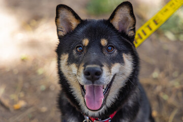 Closeup and front headshot of a healthy black and tan Shiba Inu pet dog sitting in the park during a walk. Popular breed of Spitz canine from Japan.
