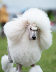 White standard poodle during a dog show portrait