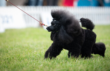 small poodle black during a dog show