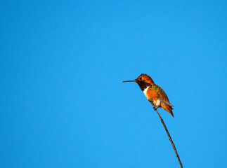 Allen's Hummingbird Perched