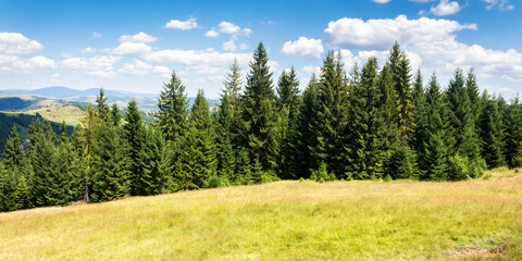 Fototapeta premium coniferous forest on the grassy hill. beautiful carpathian mountain landscape in summer. sunny weather with fluffy clouds on the sky