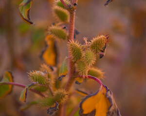autumn leaves in the forest