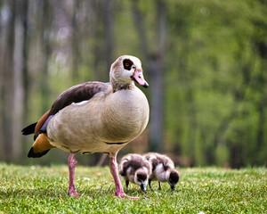 Mother duck with her ducklings