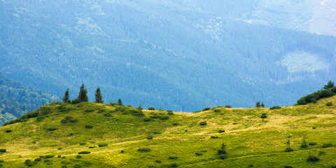 Obraz premium spruce trees on the hill. beautiful nature background in summer. beautiful green scenery in morning light