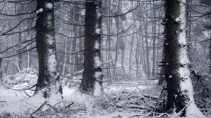 Forest in winter during the snowstorm