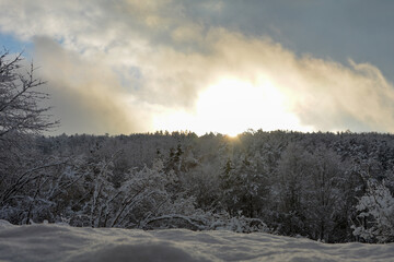 Trees at sunrise in the forest, winter with snow and shining sun and many sunbeams