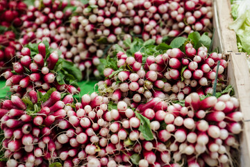 Radish