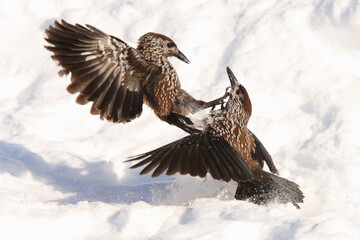 Two Nutcrackers (Nucifraga caryocatactes) with open wings fighting in a snowfield in the Swiss Alps