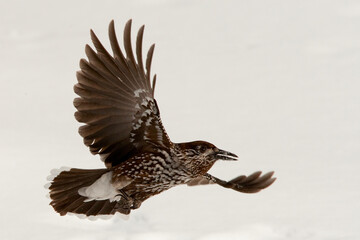 Nutcracker (Nucifraga caryocatactes) flies over a snowfield in the Swiss Alps