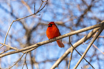 cardinal on a branch