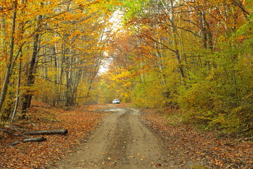 the road in the autumn forest in the mushroom season