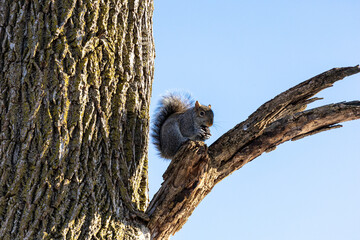 squirrel on tree