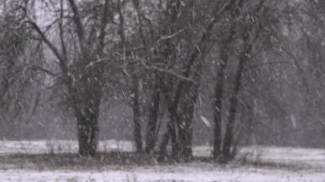 Snow is falling on a blurred background of trees in the garden.