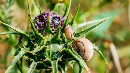 snail on a flower