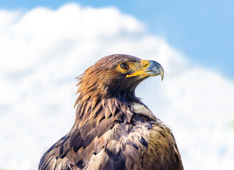 The portrait of The Golden Eagle (Aquila chrysaetos) on a blue background