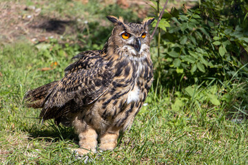 The Eurasian eagle-owl (Bubo bubo) in summer nature.