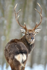 Naklejka na ściany i meble Portrait male deer looking back in the winter forest. Animal in natural habitat