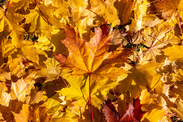 Naklejka na ściany i meble Autumn yellow foliage lying on the ground with a big maple orange leaf in the center