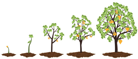 Five stages of growing money tree.