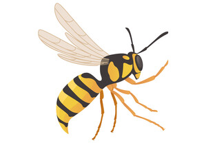 Dangerous wasp insect cartoon animal design vector illustration on white background