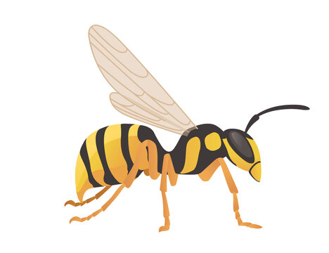 Dangerous wasp insect cartoon animal design vector illustration on white background